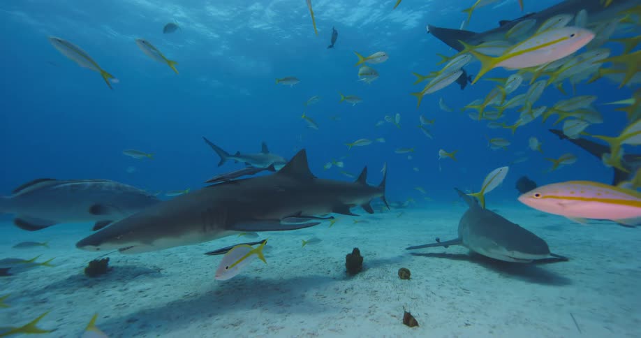 Sharks and school of fish swim between dappled surface and sandy seafloor