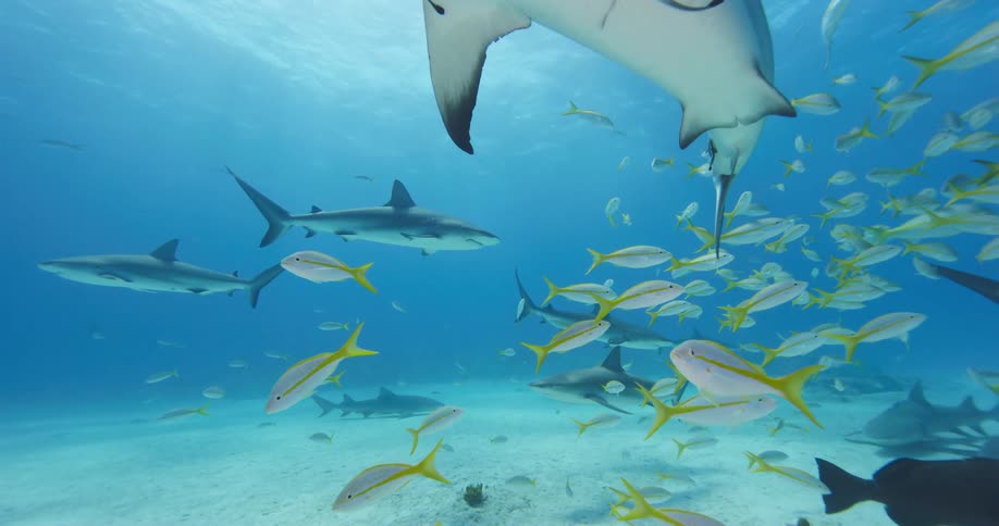 Sharks and fishes swimming underwater in the ocean