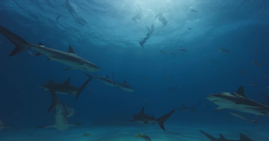 Three divers swim into water occupied by dozens of sharks