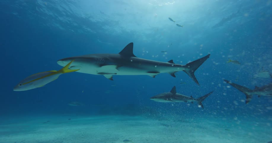 Shark swimming on the bottom of the blue ocean waters