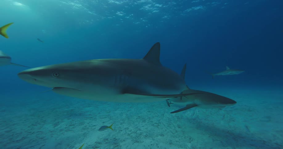 Sharks and fishes swimming underwater in the ocean