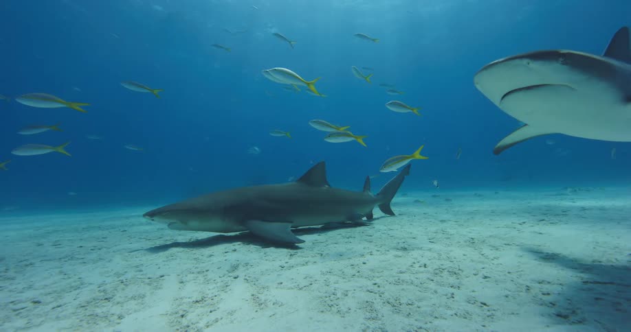 Sharks and fishes swimming underwater in the ocean