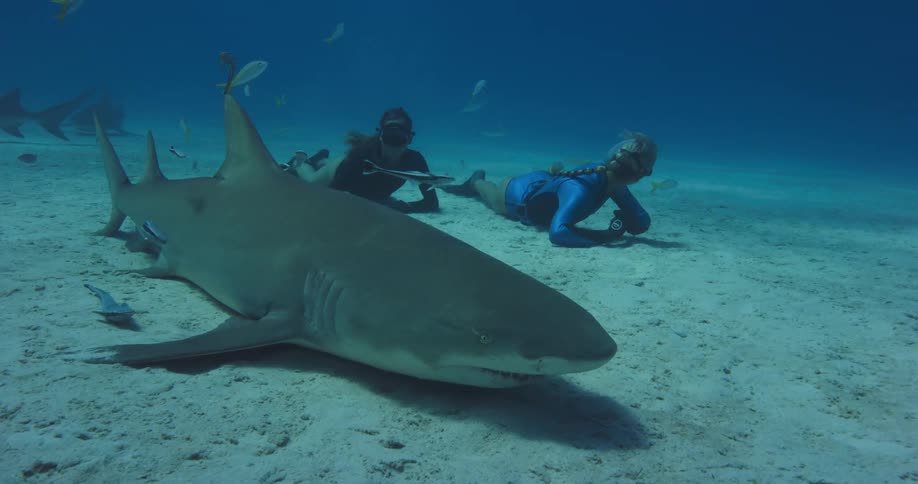 Two female divers lie on sandy seafloor near shark