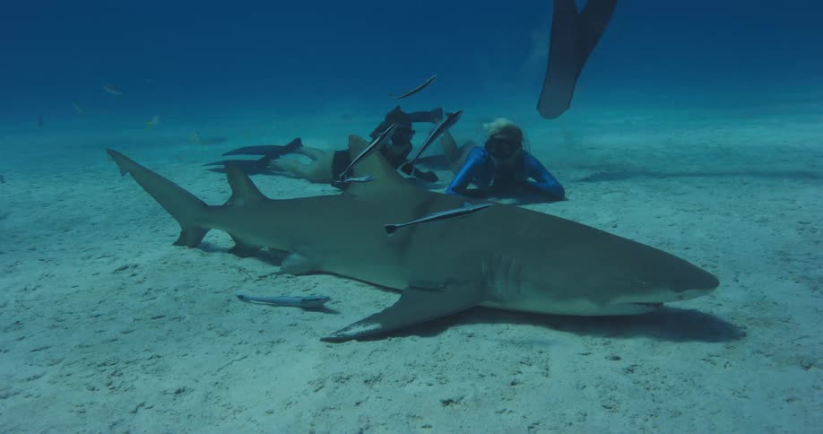 Three snorkelers observe a small shark that is resting on the ocean floor