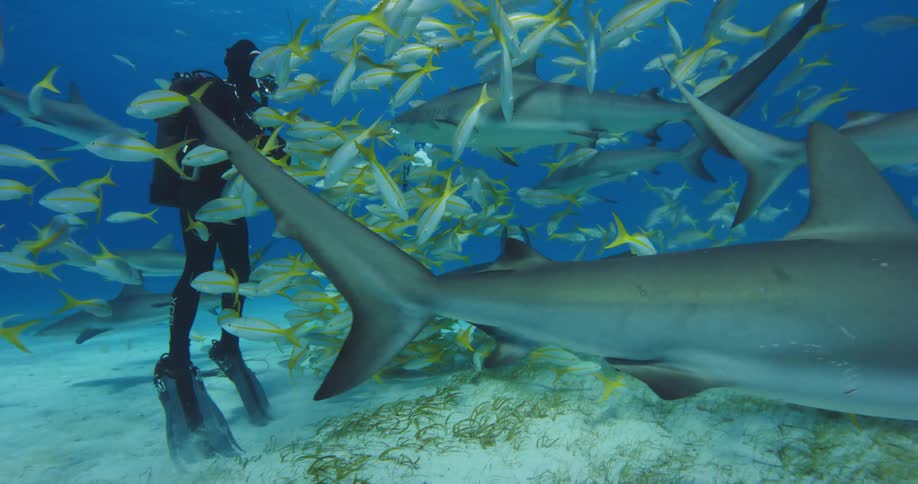Scuba diver swimming with sharks and fishes over the white sand on the bottom of the ocean