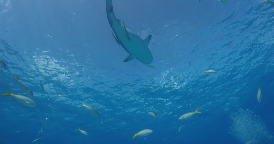 A shark and fishes swimming underwater with bubbles