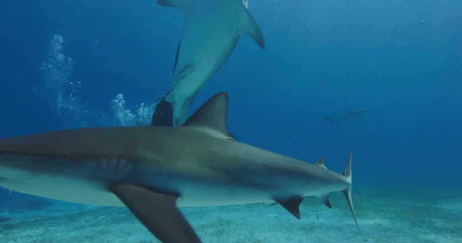 Scuba diver swimming with sharks in the blue ocean waters