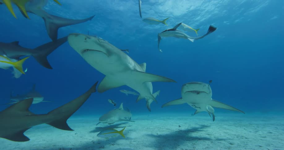 The sharks and fish swim near the bottom of the ocean