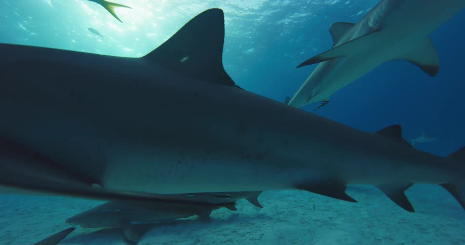 Shark swimming over the white sand on the bottom of the blue ocean waters