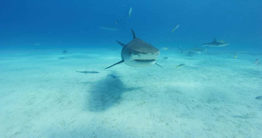 Shark swimming on the bottom of the blue ocean waters