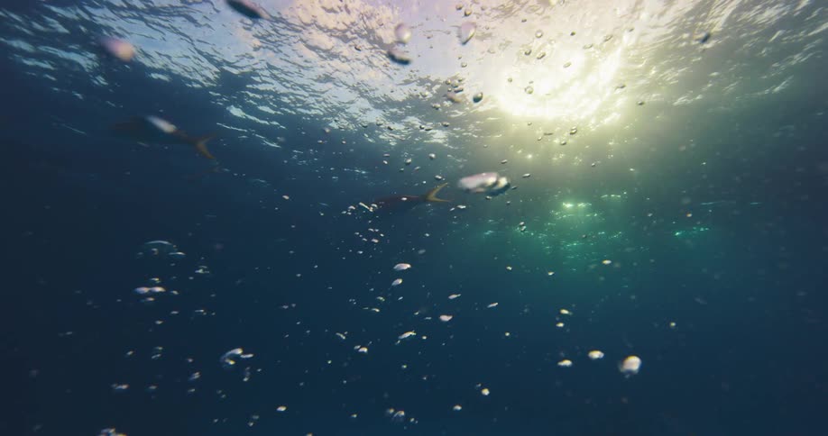 Fish swim underwater on a sunny day