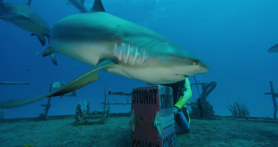 A person with scuba gear underwater on a shipwreck feeding sharks