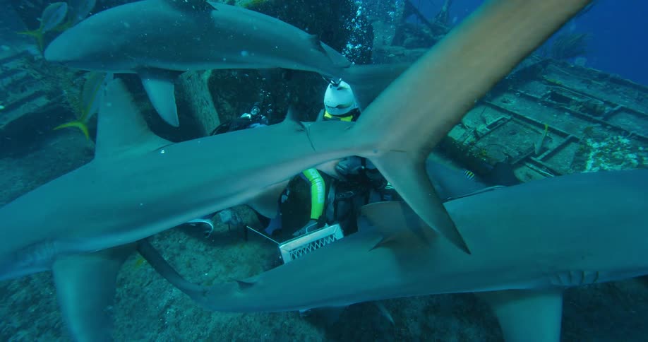 Two people with scuba gear swimming underwater with sharks