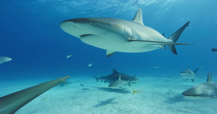 Sharks and fish are swimming at the bottom of the ocean
