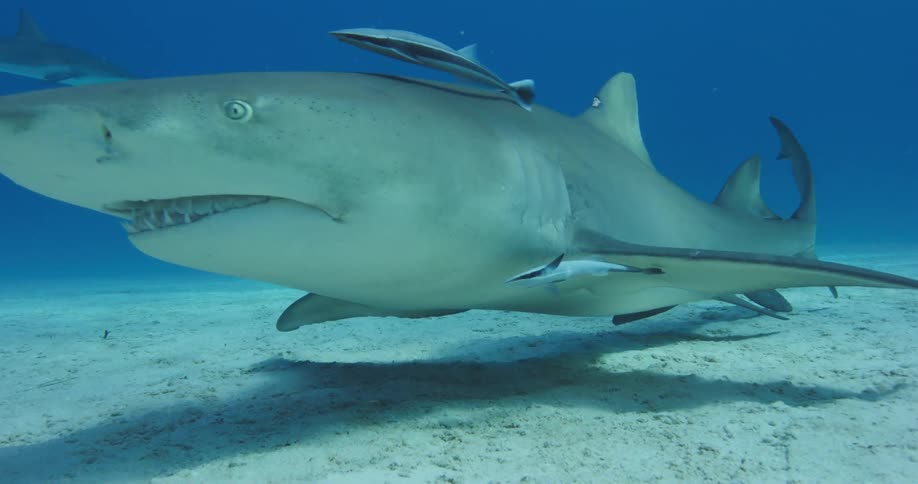 Sharks and fishes swimming underwater in the ocean