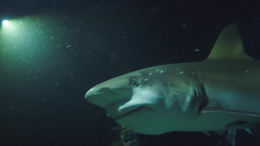 People with scuba gear swimming underwater and feeding a shark