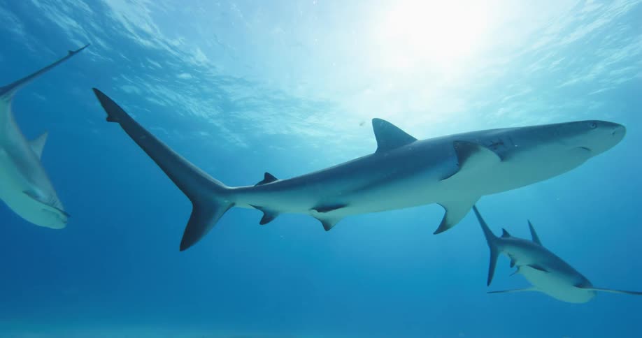 Sharks and fish swim between surface and sandy sea bottom as sunlight shines from above