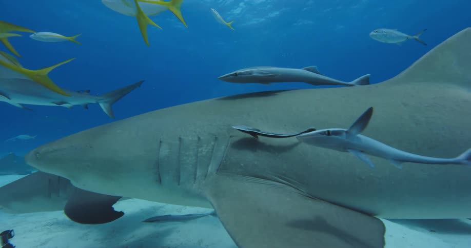 Sharks and fishes swimming underwater in the ocean