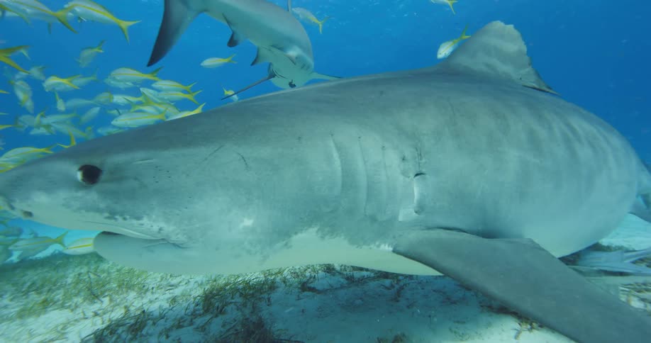 Sharks and fishes swimming underwater in the ocean