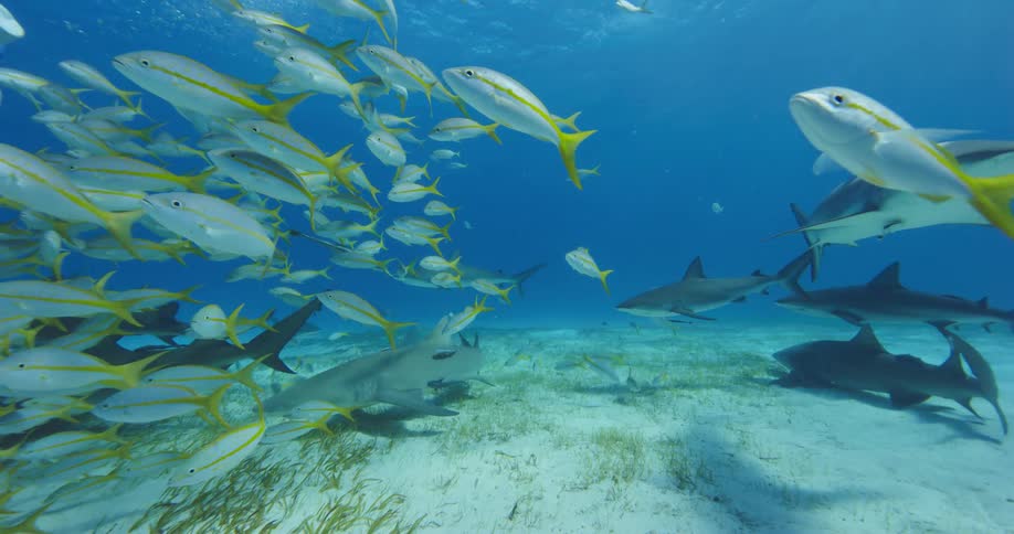 Fish and sharks are swimming in the ocean