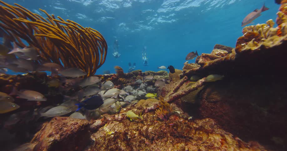 Scuba divers swim underwater as fish school clusters near reef