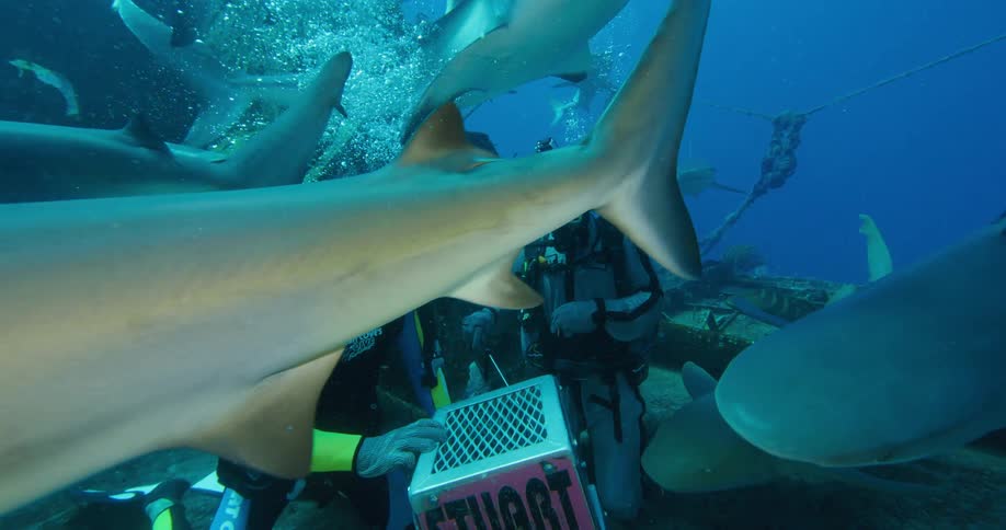 Two people with scuba gear swimming underwater with sharks