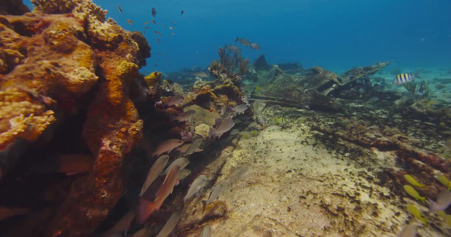 The ocean underwater with fishes swimming by a coral reef
