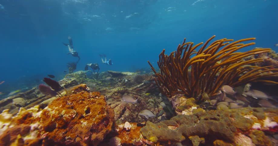 Three female divers swim toward underwater reef full of fish