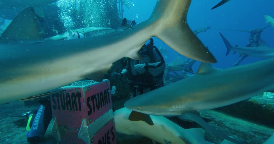 A pair of divers close a box on the sea floor as sharks swim all around them