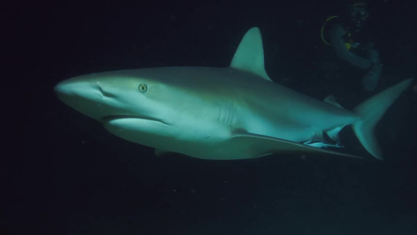 A person with scuba gear swimming underwater with a shark