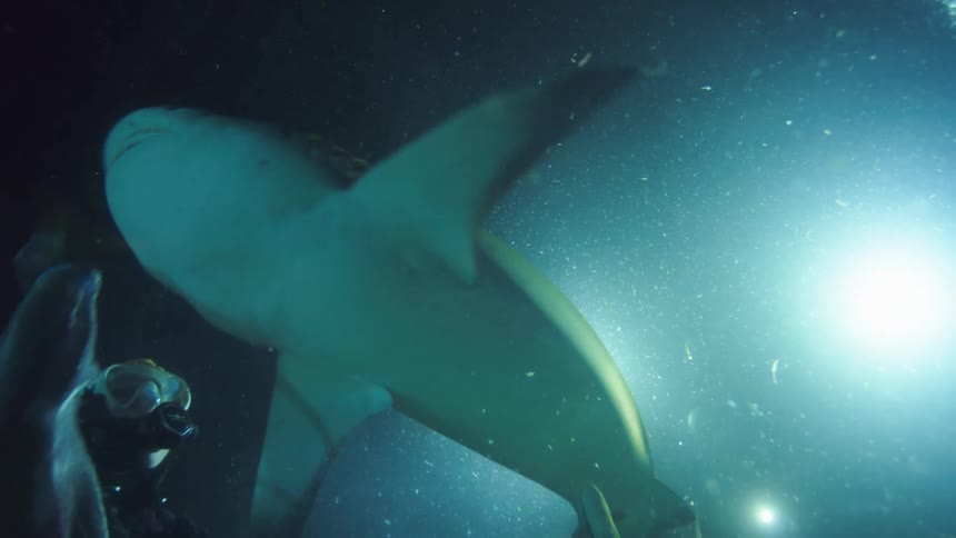 A diver feeds fish to a shark as it swims past