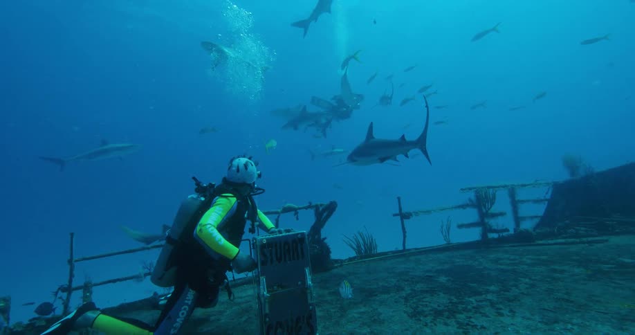 Scuba diver wearing standing on the wreck of a ship on the bottom of the ocean surrounded by sharks