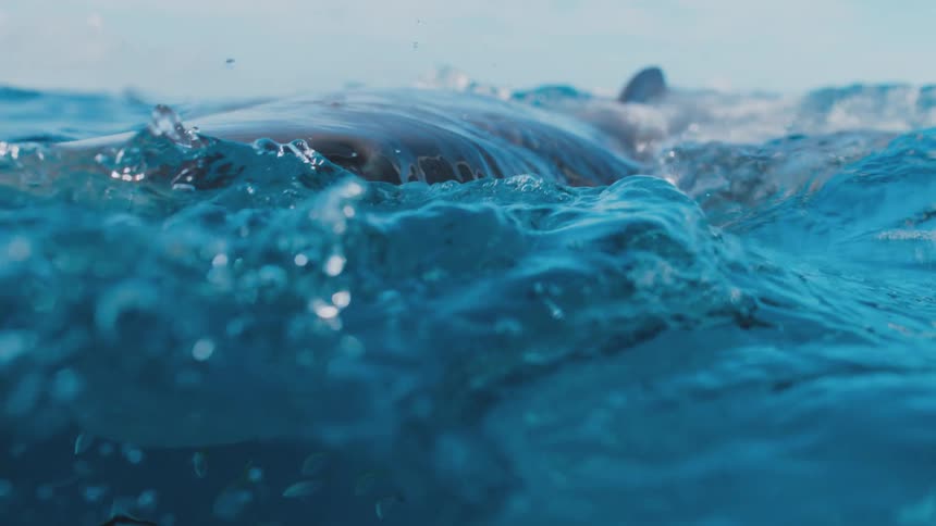 Sharks and fishes swimming underwater in the ocean