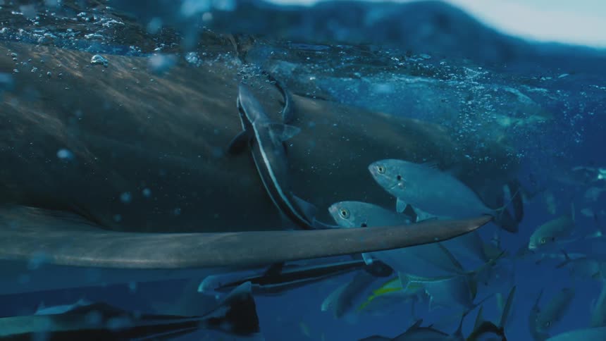 A shark and fishes swimming underwater with bubbles with the sky and clouds above