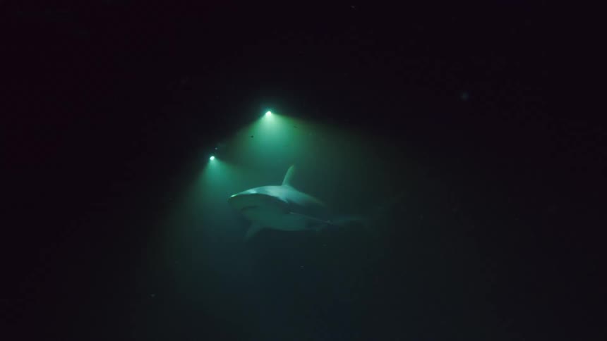 Two divers pass a shark underwater at night
