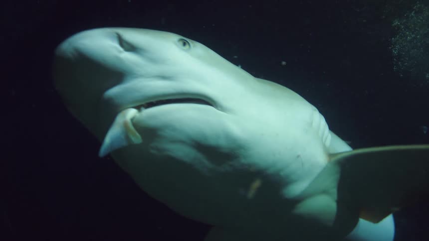 A person with scuba gear underwater with bubbles feeding a shark