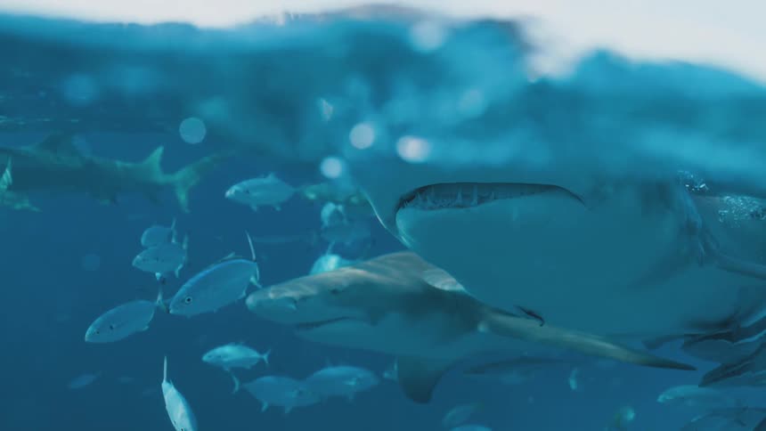 A school of fishes swimming underwater