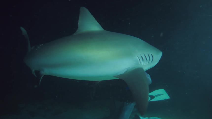 A diver feeds fish to a shark underwater