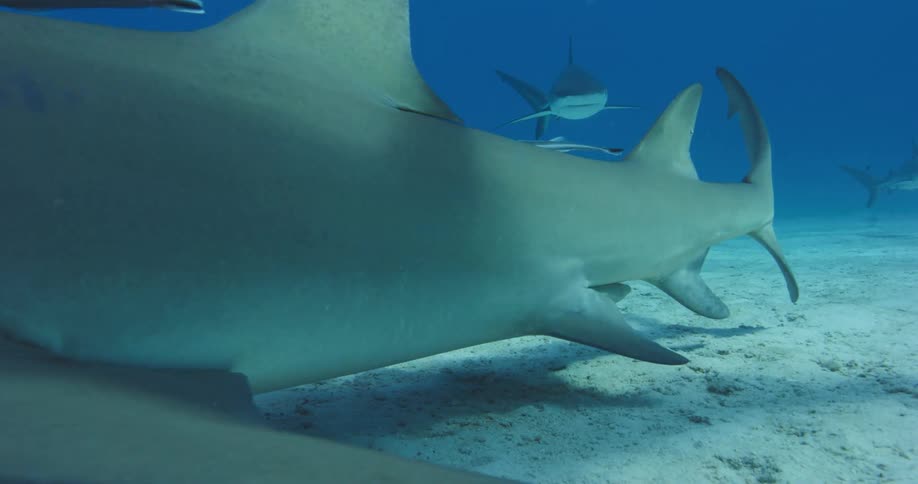 Sharks swimming in the ocean