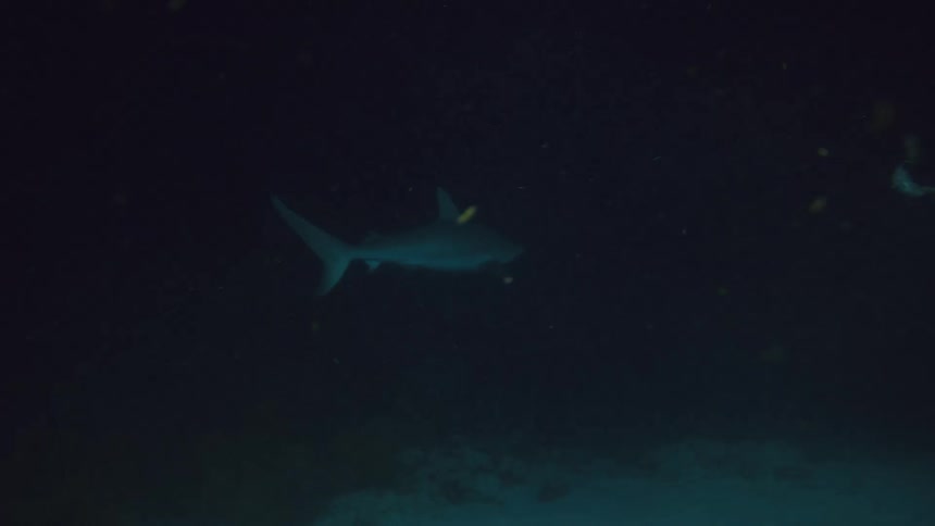 A shark swims past a diver on the sea floor underwater at night