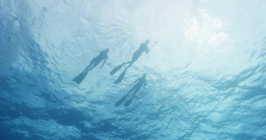 A group of snorkelers swim near the surface of the ocean during the day