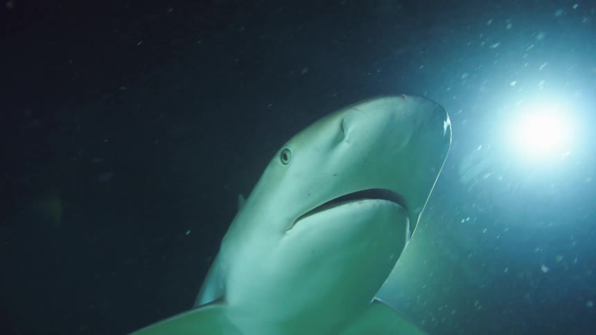 A person with scuba gear and a helmet swimming underwater with a shark