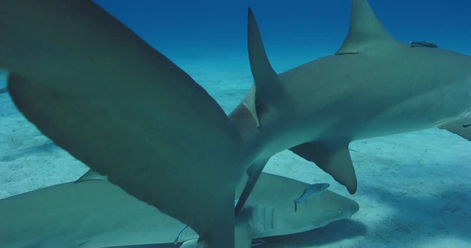 Shark swimming on the bottom of the blue ocean waters