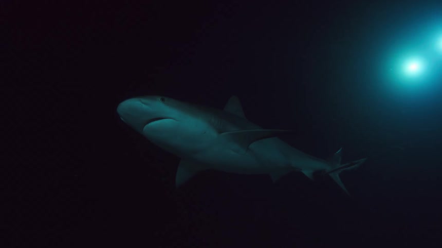 Two bright lights shine on a shark as it swims deeper in the ocean