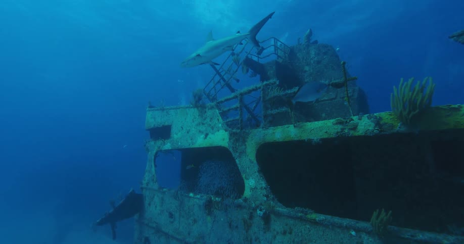 Some fishes swim around an underwater shipwreck