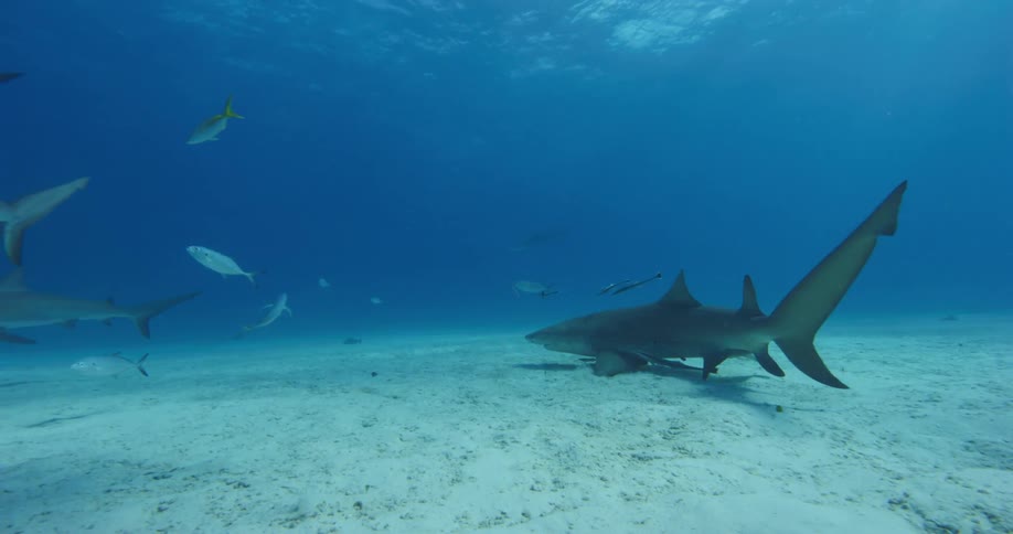 Shark swimming on the bottom of the blue ocean waters