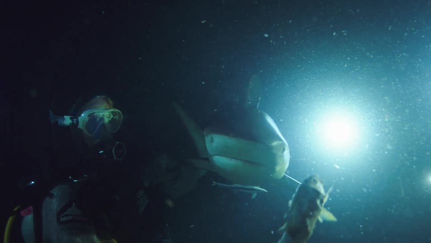 Divers on the bottom of the ocean baiting sharks with fish at night