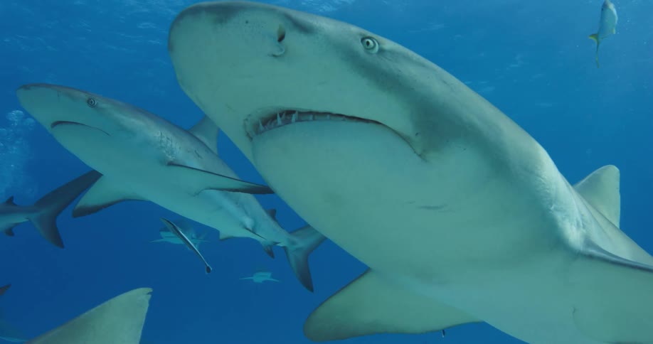 A view of fish and sharks swimming around in the ocean