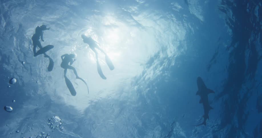 Four people swim in the water with a shark
