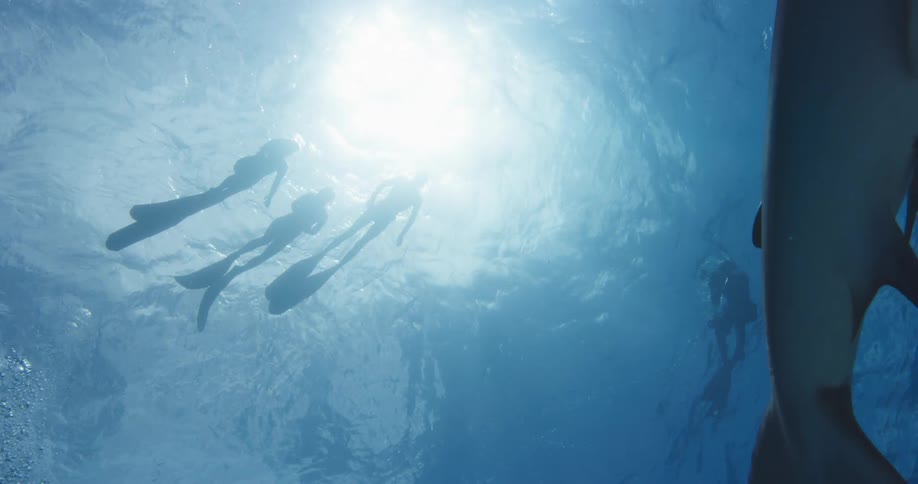 Divers swim near a shark in the ocean